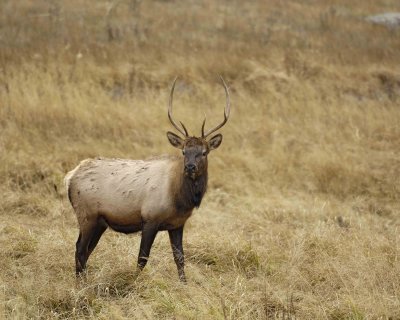 Elk, Bull, Young-101406-RMNP, West Horseshoe Park-0748.jpg