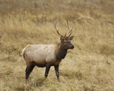 Elk, Bull, Young-101406-RMNP, West Horseshoe Park-0749.jpg