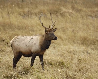 Elk, Bull, Young-101406-RMNP, West Horseshoe Park-0751.jpg