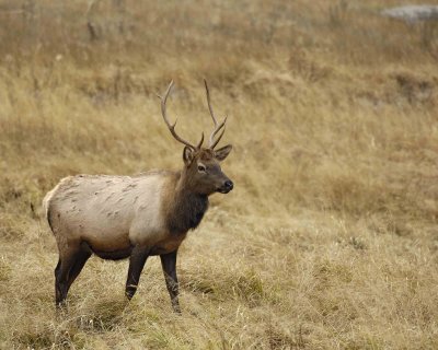 Elk, Bull, Young-101406-RMNP, West Horseshoe Park-0752.jpg