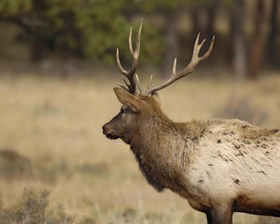 Elk, Bull, Young-101506-RMNP, Moraine Park-0567.jpg