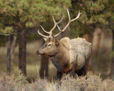 Elk, Bull, Young-101506-RMNP, Moraine Park-0577.jpg