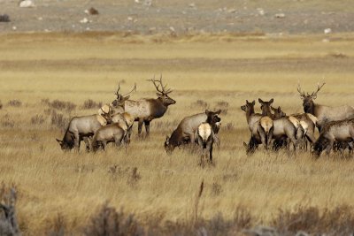 Elk, Herd-101506-RMNP, Moraine Park-0755.jpg