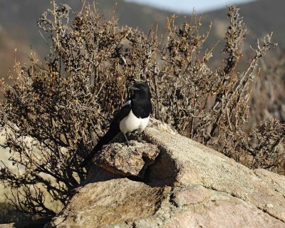 Magpie, Black-billed-101306-RMNP, Moraine Park-0033.jpg