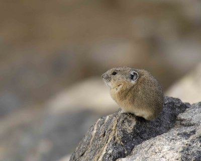 Pika-101406-RMNP, Trail Ridge Road-0501.jpg