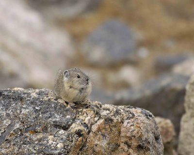 Pika-101406-RMNP, Trail Ridge Road-0618.jpg