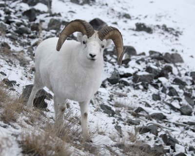 Gallery of Dall Sheep