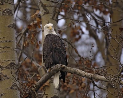 Eagle, Bald-102806-Chilkat River, Haines, AK-0167.jpg