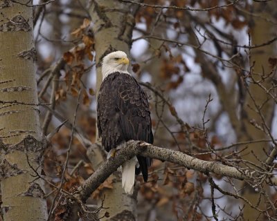 Eagle, Bald-102806-Chilkat River, Haines, AK-0170.jpg