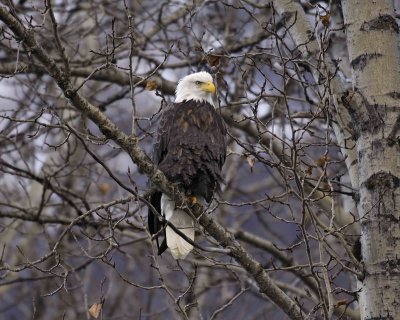 Eagle, Bald-102806-Chilkat River, Haines, AK-0219.jpg