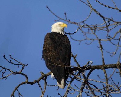 Eagle, Bald-102806-Chilkat River, Haines, AK-0342.jpg