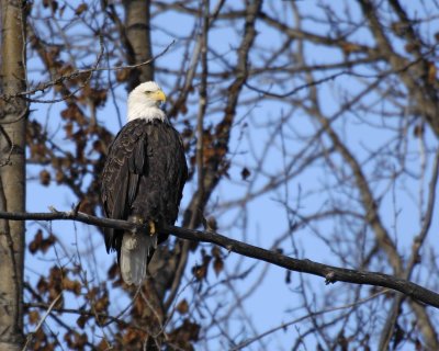 Eagle, Bald-102806-Chilkat River, Haines, AK-0409.jpg