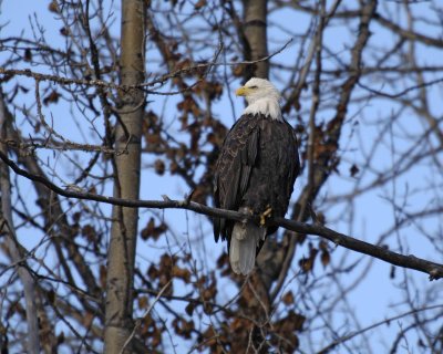 Eagle, Bald-102806-Chilkat River, Haines, AK-0422.jpg