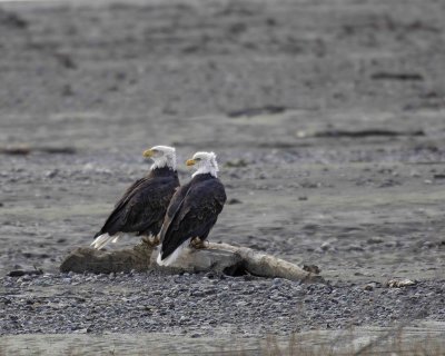 Eagle, Bald-102806-Chilkat River, Haines, AK-0554.jpg