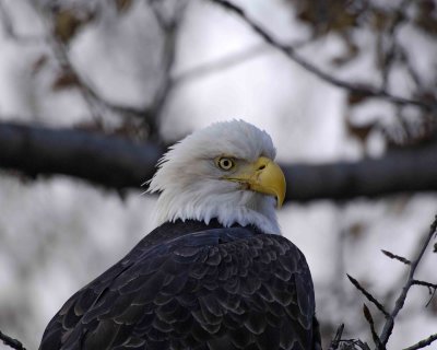 Eagle, Bald-102806-Chilkat River, Haines, AK-0711.jpg