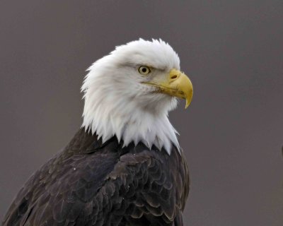 Eagle, Bald-102906-Chilkat River, Haines, AK-0208.jpg