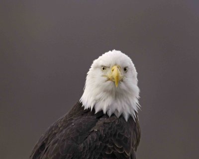 Eagle, Bald-102906-Chilkat River, Haines, AK-0211.jpg