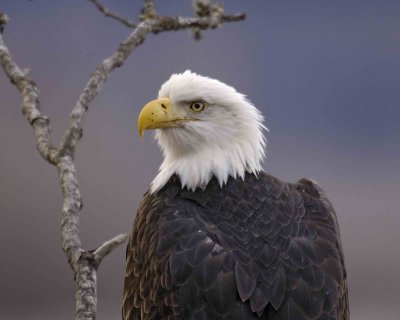 Eagle, Bald-102906-Chilkat River, Haines, AK-0239.jpg