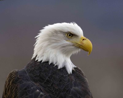 Eagle, Bald-102906-Chilkat River, Haines, AK-0268.jpg