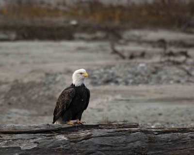 Eagle, Bald-102906-Chilkat River, Haines, AK-0524.jpg