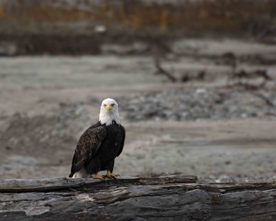 Eagle, Bald-102906-Chilkat River, Haines, AK-0536.jpg