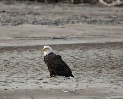 Eagle, Bald-102906-Chilkat River, Haines, AK-0549.jpg