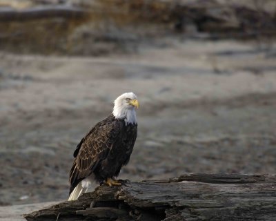 Eagle, Bald-102906-Chilkat River, Haines, AK-0617.jpg