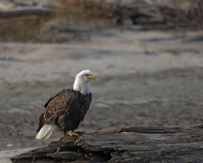 Eagle, Bald-102906-Chilkat River, Haines, AK-#0633.jpg
