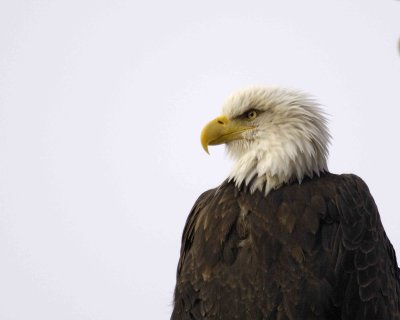 Eagle, Bald-103006-Chilkat River, Haines, AK-0164.jpg