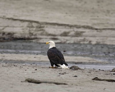 Eagle, Bald-103006-Chilkat River, Haines, AK-0300.jpg