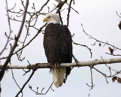 Eagle, Bald-103006-Chilkat River, Haines, AK-0410.jpg