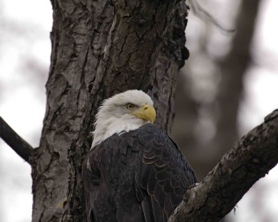 Eagle, Bald-103006-Chilkat River, Haines, AK-0667.jpg