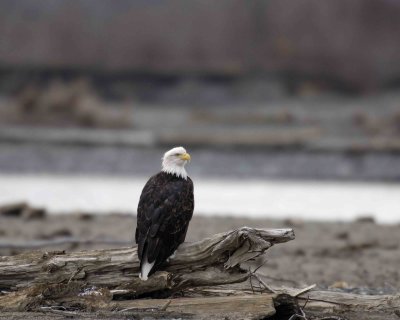 Eagle, Bald-103006-Chilkat River, Haines, AK-0708.jpg