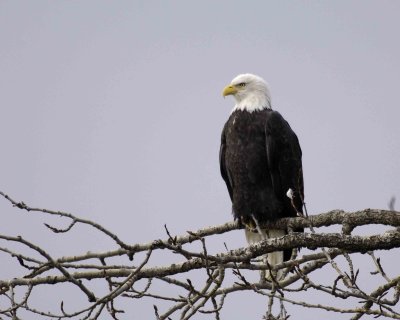 Eagle, Bald-103006-Chilkat River, Haines, AK-0753.jpg