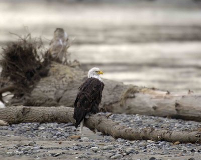 Eagle, Bald-103006-Chilkat River, Haines, AK-0776.jpg
