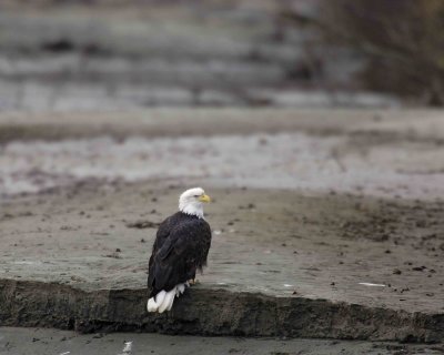 Eagle, Bald-103006-Chilkat River, Haines, AK-0794.jpg
