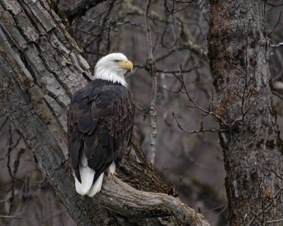 Eagle, Bald-103106-Chilkat River, Haines, AK-0154.jpg