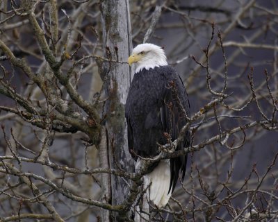 Eagle, Bald-103106-Chilkat Rive,r Haines, AK-0678.jpg