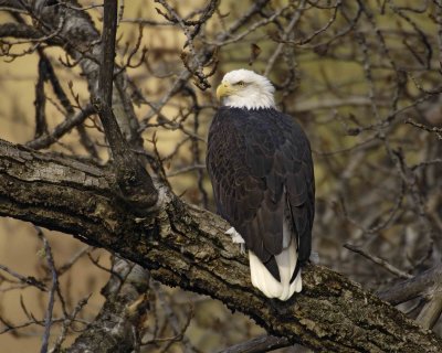 Eagle, Bald-110206-Chilkat River, Haines, AK-0256.jpg