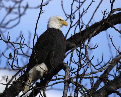 Eagle, Bald-110206-Chilkat River, Haines, AK-0275.jpg