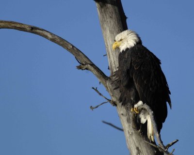 Eagle, Bald-110306-Chilkat River, Haines, AK-0337.jpg