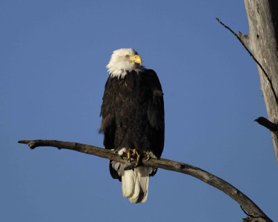 Eagle, Bald-110306-Chilkat River, Haines, AK-0440.jpg