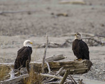 Eagle, Bald, 1 Adult, 1 Juvenile-102906-Chilkat River, Haines, AK-0280.jpg