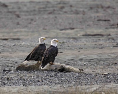 Eagle, Bald, 2-102806-Chilkat River, Haines, AK-0533.jpg