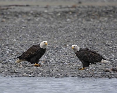 Eagle, Bald, 2-103106-Chilkat River, Haines, AK-0134.jpg