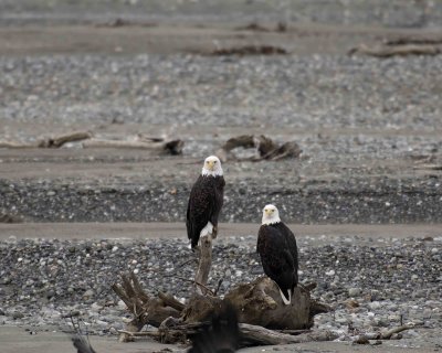 Eagle, Bald, 2-103106-Chilkat River, Haines, AK-0369.jpg