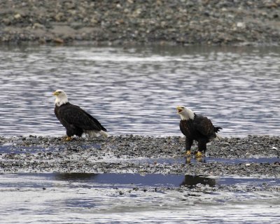 Eagle, Bald, 2, 1 screeching-102906-Chilkat River, Haines, AK-0361.jpg