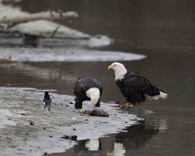 Eagle ,Bald, 2 w Fish, Reflection, Magpie-103006-Chilkat River, Haines, AK-0293.jpg