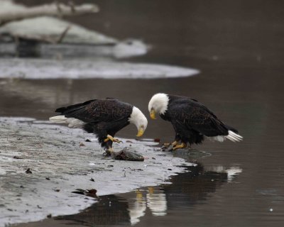 Eagle, Bald, 2 w Fish, Reflections-103006-Chilkat River, Haines, AK-0294.jpg
