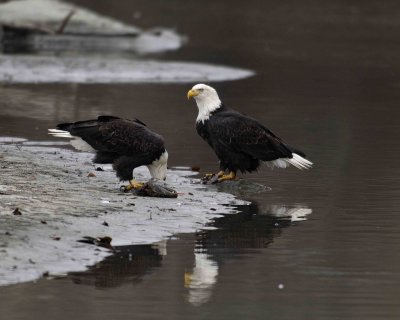 Eagle, Bald, 2 w Fish, Reflections-103006-Chilkat River, Haines, AK-0296.jpg